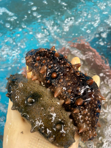 청정 남해바다 해녀가 건져올린 자연산 해삼 1.2kg