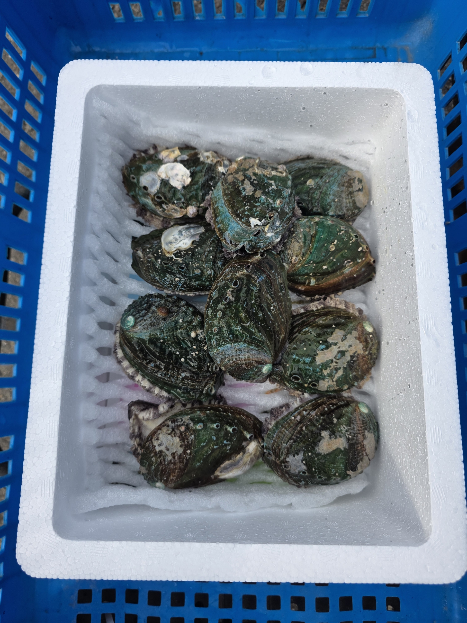 국내산 전복 1kg