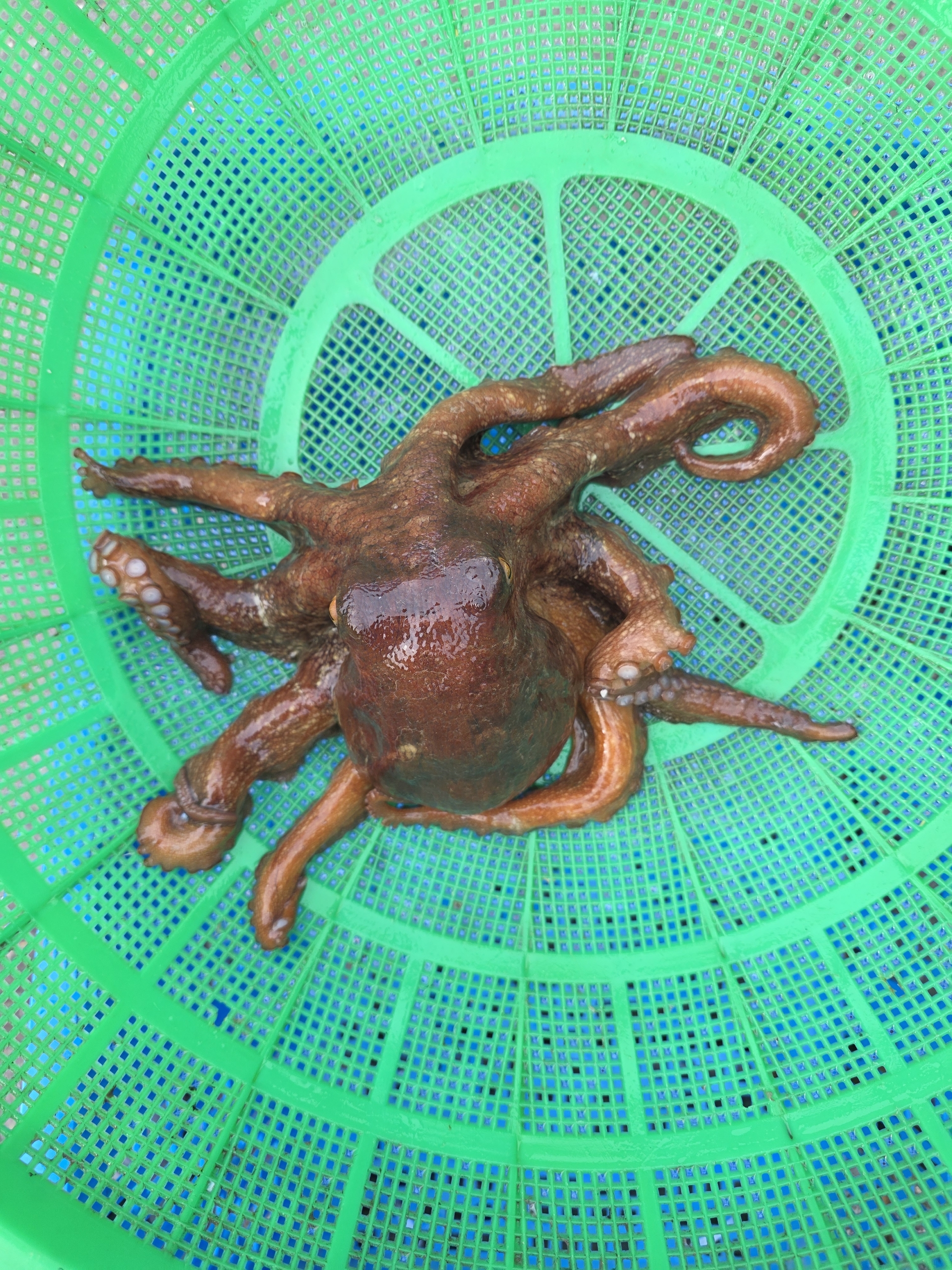 국내산 문어 1~1.2kg