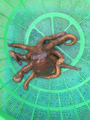 국내산 문어 1~1.2kg