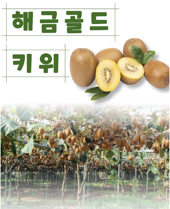 고흥 골드키위 5kg(54~58과)