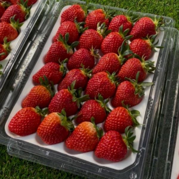 달성팜 설향딸기 13브릭스 750g(24-36구)