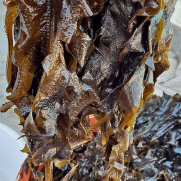 최전방 해녀 조단비 초사리 생미역 1.5kg
