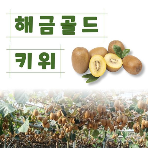 고흥 골드키위 특대과 3kg(23과 내외)
