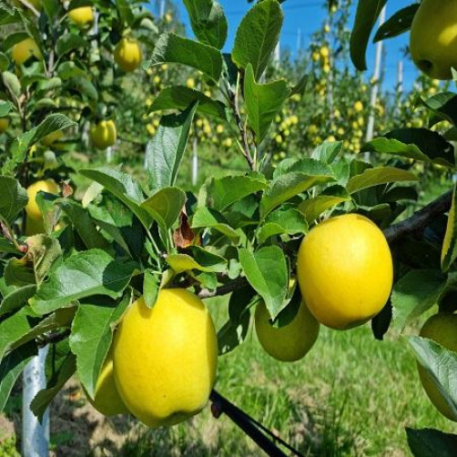 껍질째 먹는 백두대간 황금사과 시나노골드 2.5kg(10~11과)