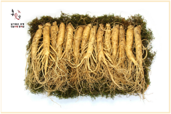 5년근 증평인삼 수삼세트 600g(10~14뿌리)