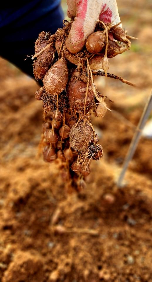 무안 황토 인디언 콩감자 3kg