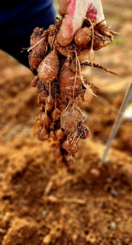 무안 황토 인디언 콩감자 3kg