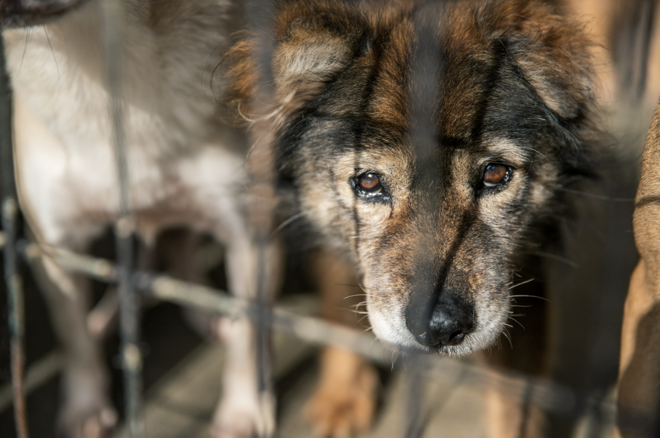  유기견 안락사 제로(0) 프로젝트
