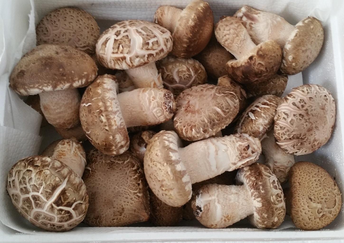 친환경 무농약 국내산 송화고버섯 상품 1kg