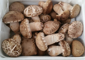 친환경 무농약 국내산 송화고버섯 상품 1kg