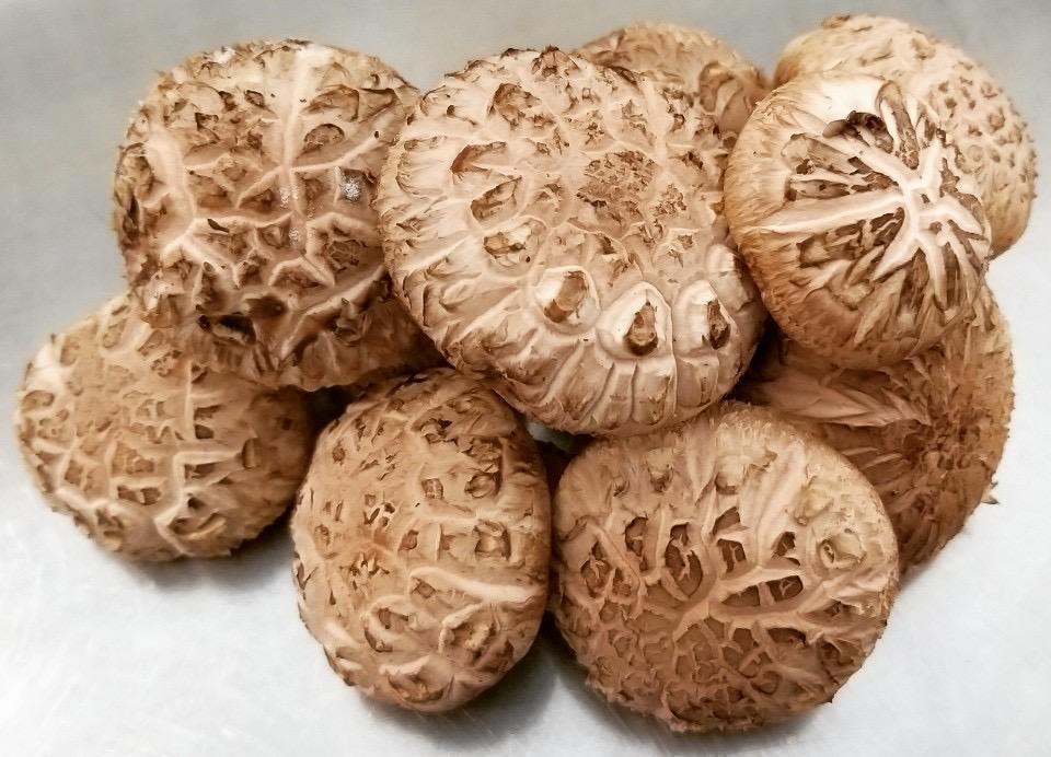 표고버섯세트 생표고 2kg, 건표고 0.5kg 중 택1