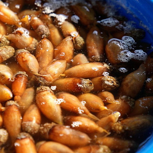 진동 생물 미더덕 1kg