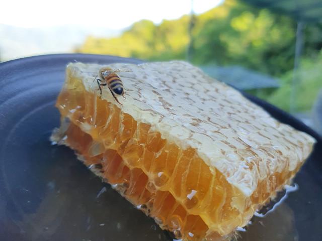 벌들이 만든 자연 그대로 소분 벌집꿀 800g
