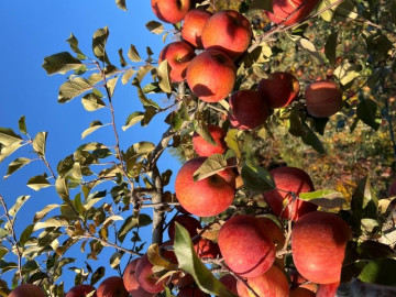 해발 350m에서 자라난 안동 실속용 사과 5kg(17-23과)