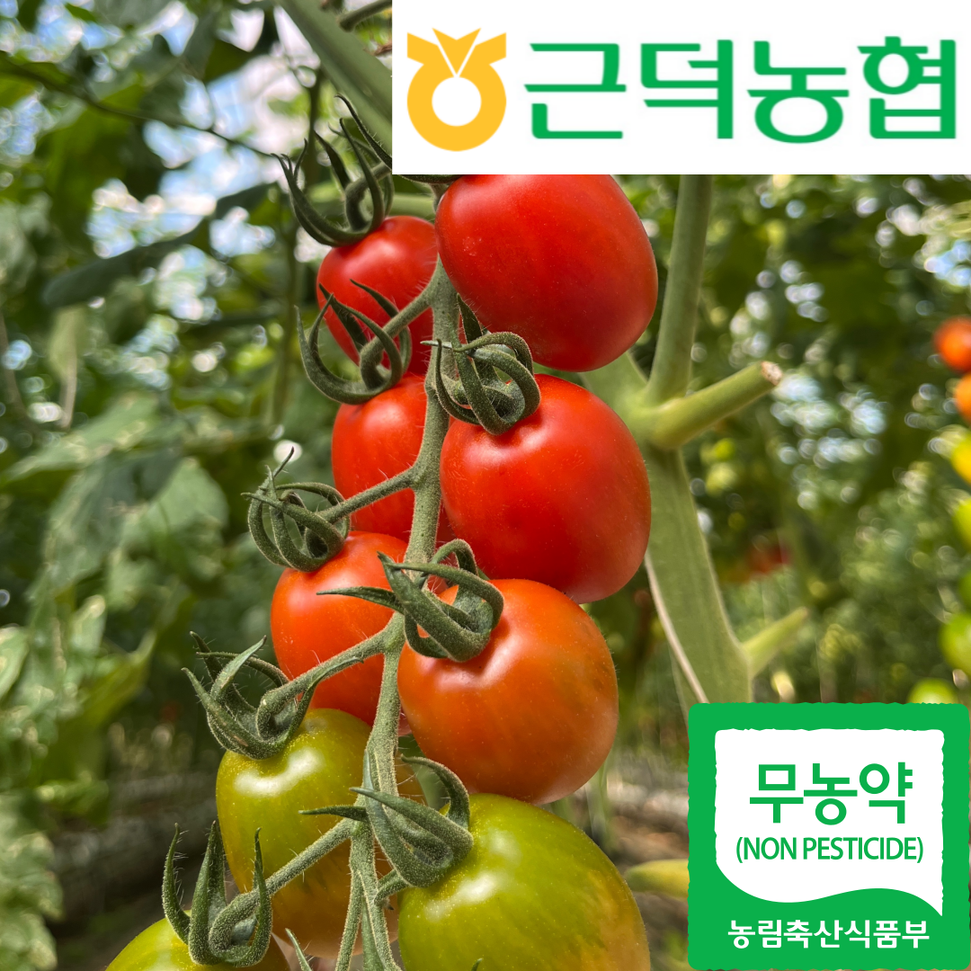 친환경 무농약 대추방울토마토 4kg